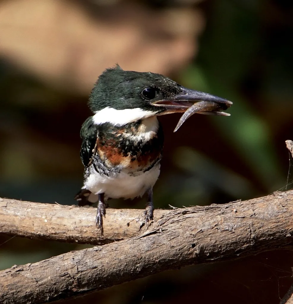 绿鱼狗(Chloroceryle americana)