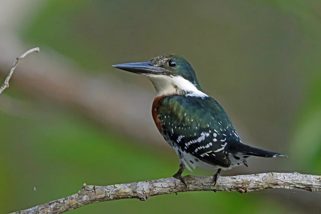 绿鱼狗(Chloroceryle americana)