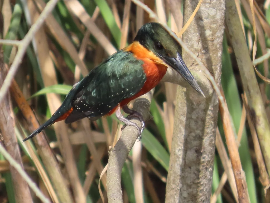 棕腹绿鱼狗(Chloroceryle inda)