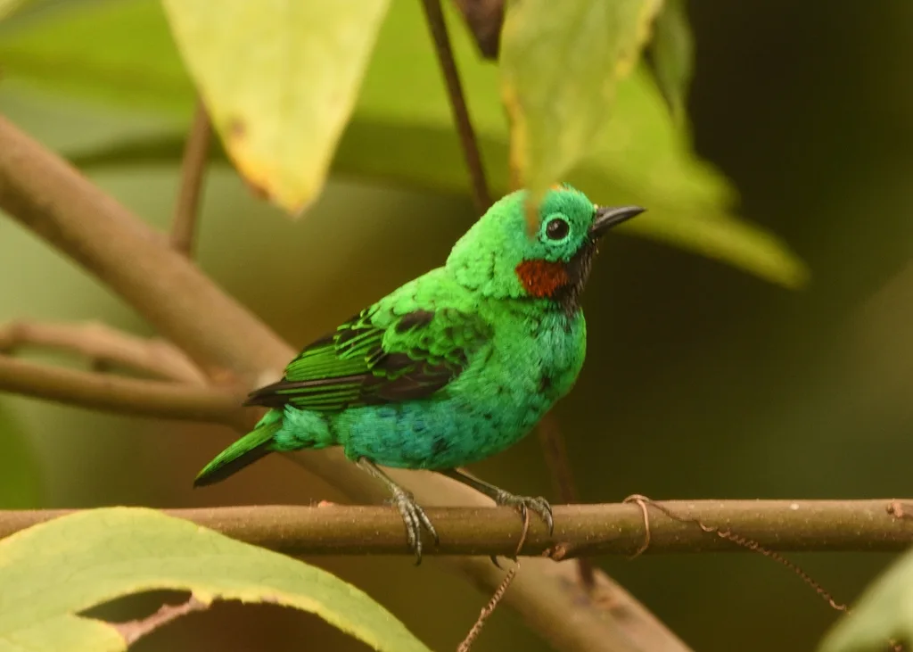 橙耳绿雀(Chlorochrysa calliparaea)