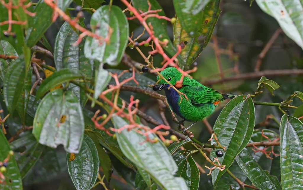 橙耳绿雀(Chlorochrysa calliparaea)
