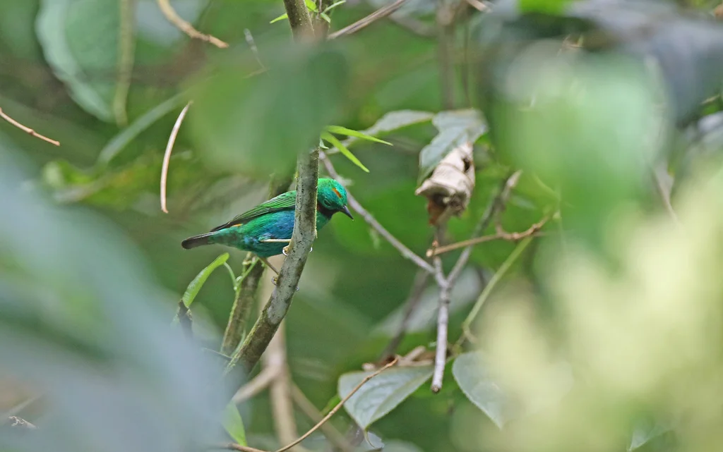 橙耳绿雀(Chlorochrysa calliparaea)