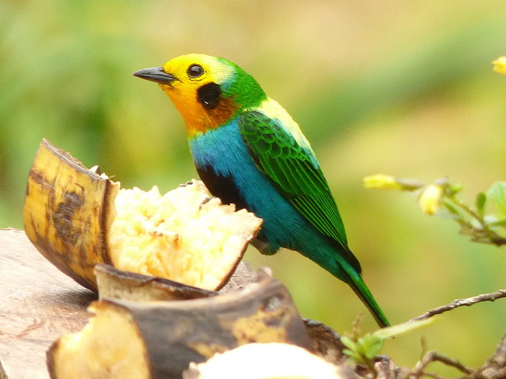 彩绿雀(Chlorochrysa nitidissima)