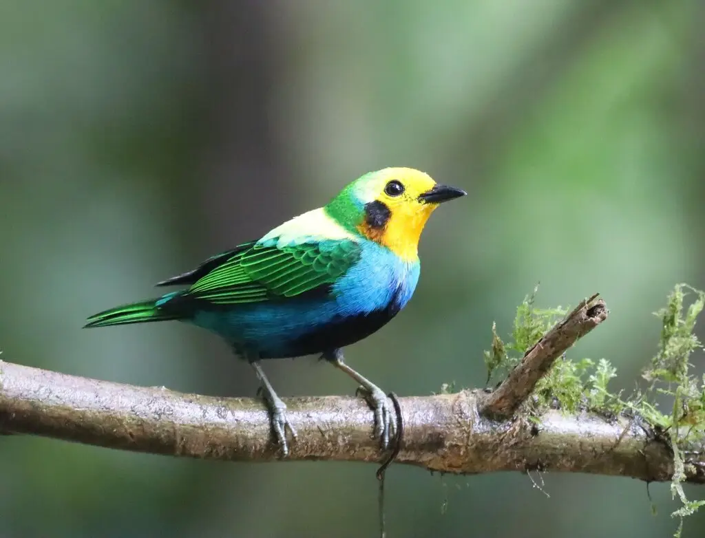 彩绿雀(Chlorochrysa nitidissima)