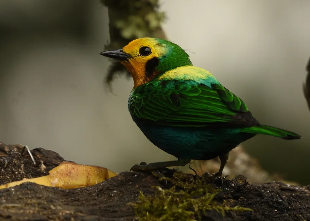 彩绿雀(Chlorochrysa nitidissima)