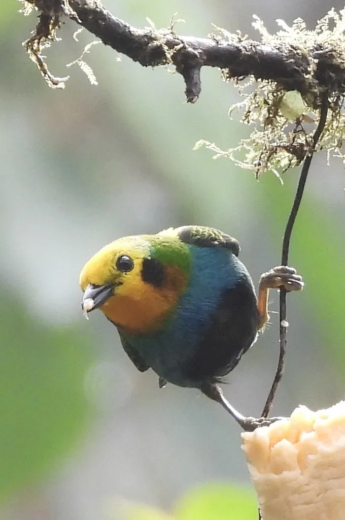 彩绿雀(Chlorochrysa nitidissima)
