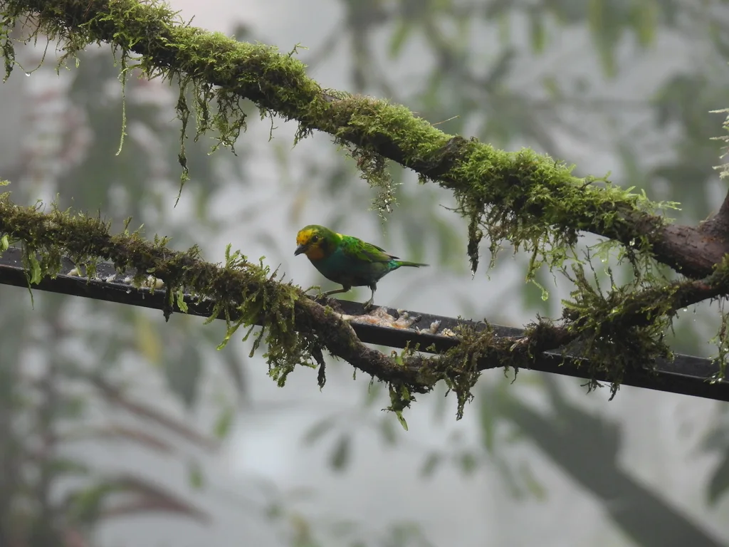 彩绿雀(Chlorochrysa nitidissima)