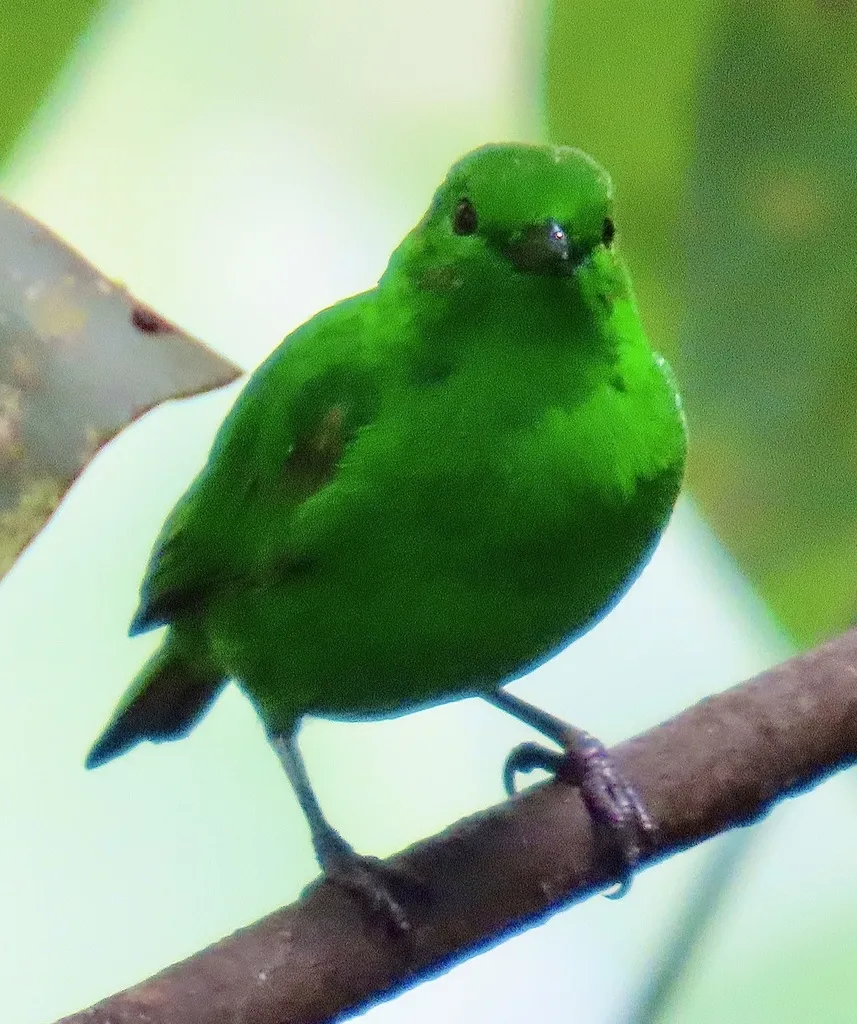 辉绿雀(Chlorochrysa phoenicotis)