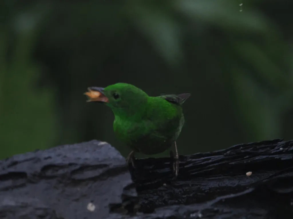 辉绿雀(Chlorochrysa phoenicotis)