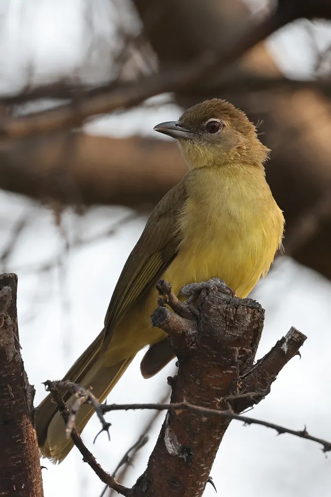 黄腹绿鸫鹎(Chlorocichla flaviventris)