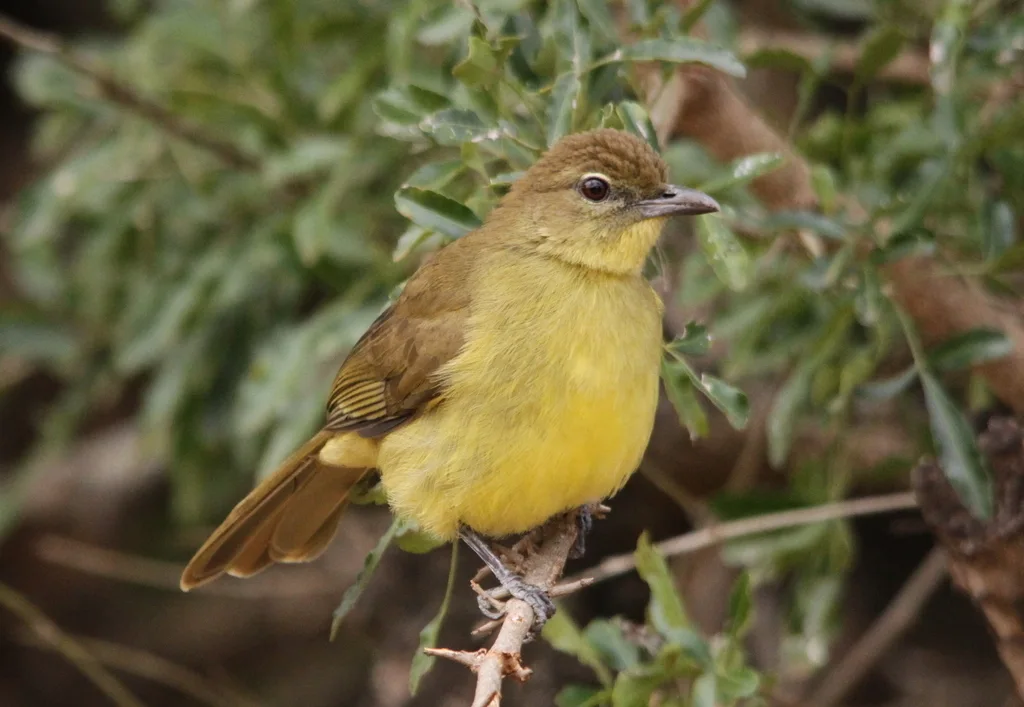 黄腹绿鸫鹎(Chlorocichla flaviventris)