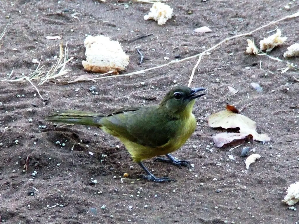 黄腹绿鸫鹎(Chlorocichla flaviventris)