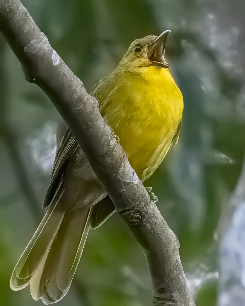 娇绿鸫鹎(Chlorocichla laetissima)