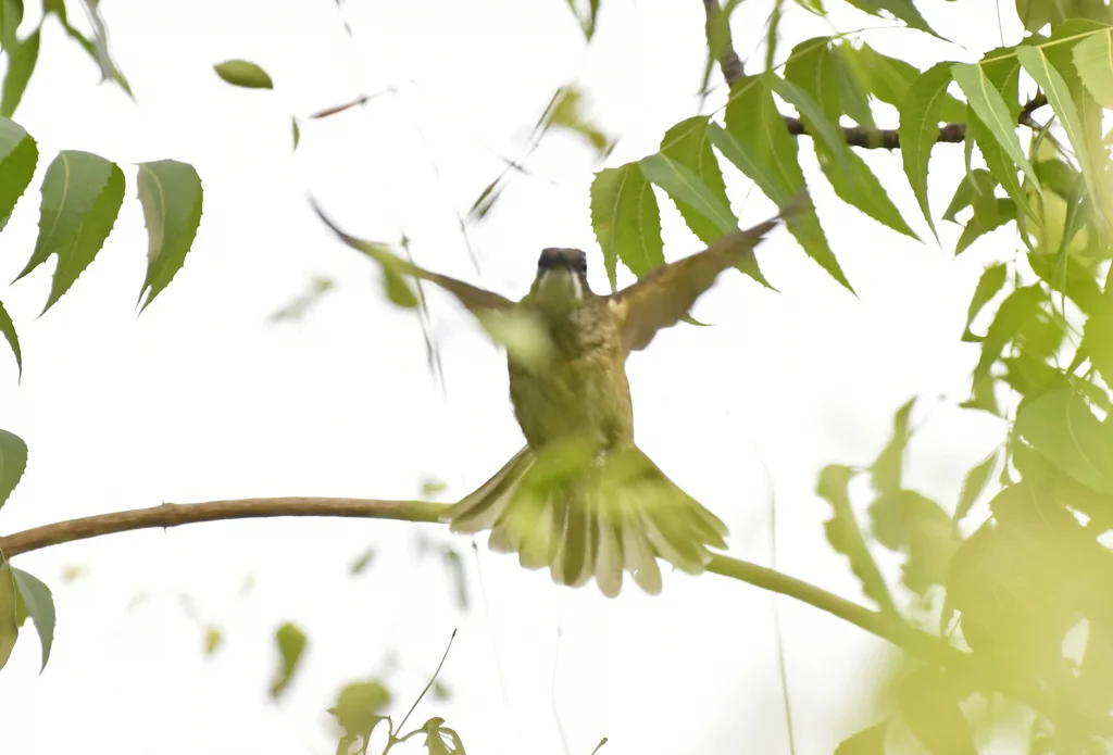 绿鸫鹎(Chlorocichla simplex)