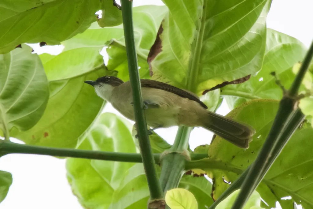 绿鸫鹎(Chlorocichla simplex)
