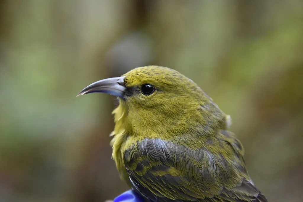 考岛绿雀(Chlorodrepanis stejnegeri)