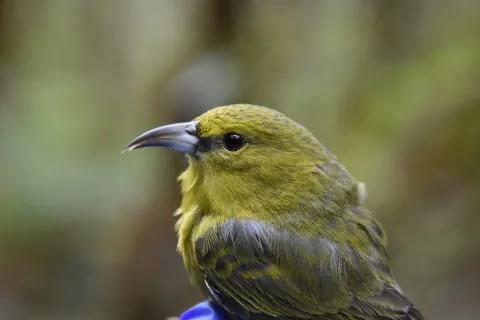 考岛绿雀