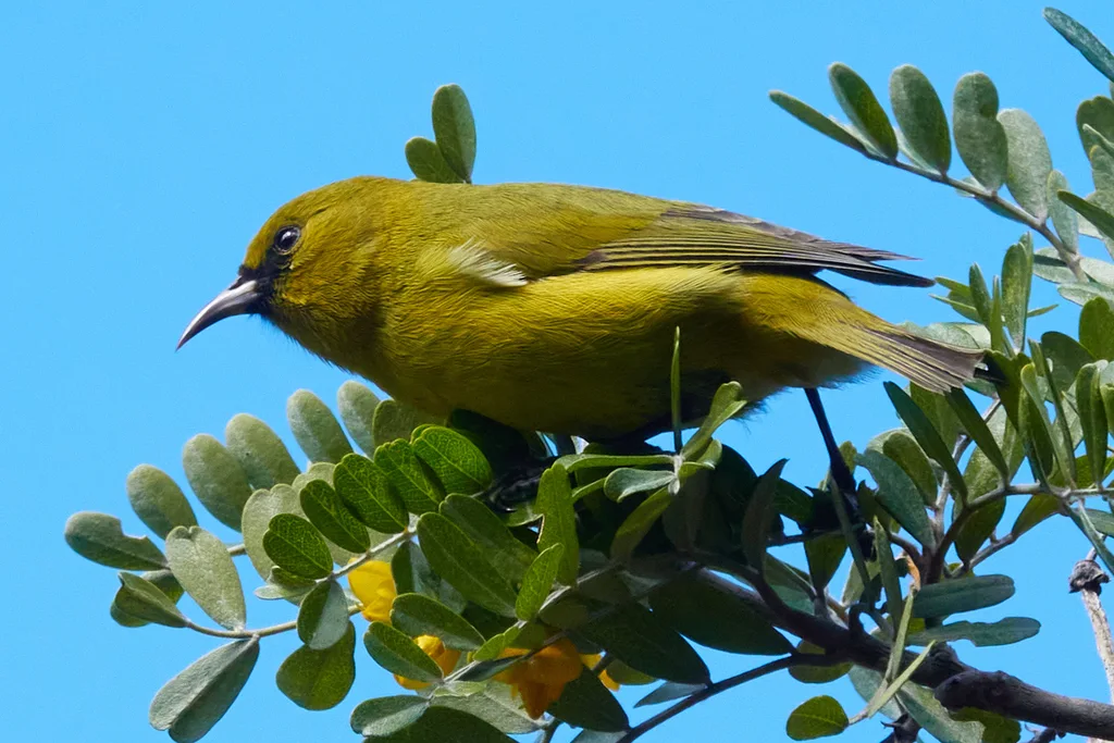 夏威夷绿雀（Chlorodrepanis virens）