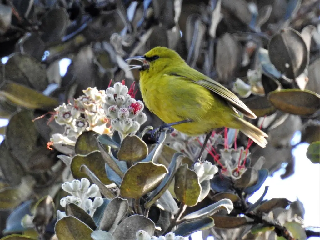 夏威夷绿雀（Chlorodrepanis virens）