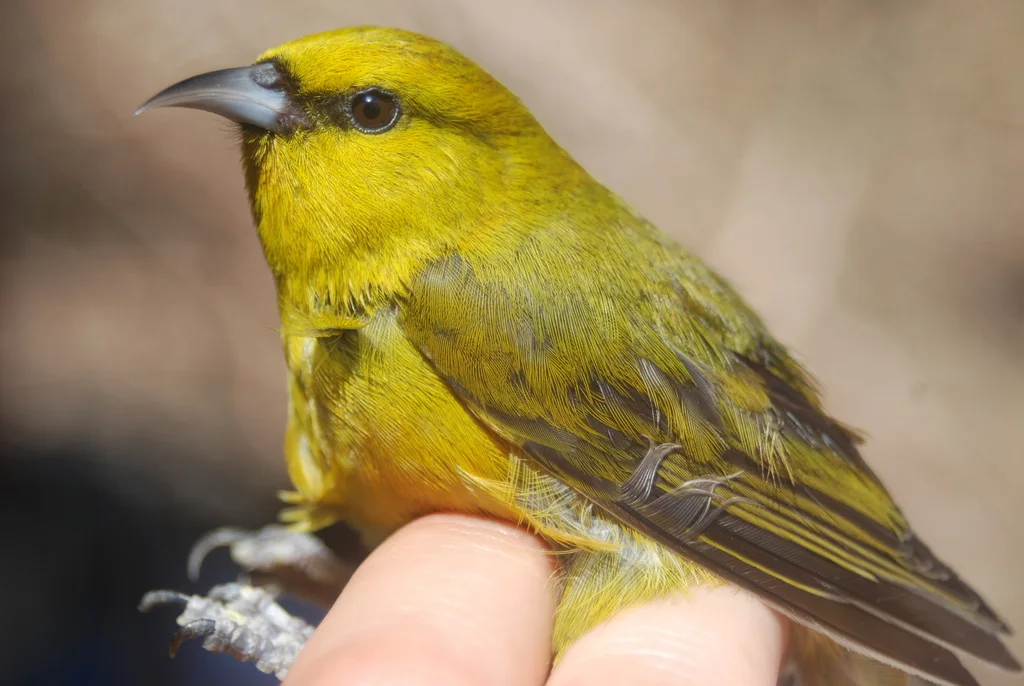 夏威夷绿雀（Chlorodrepanis virens）