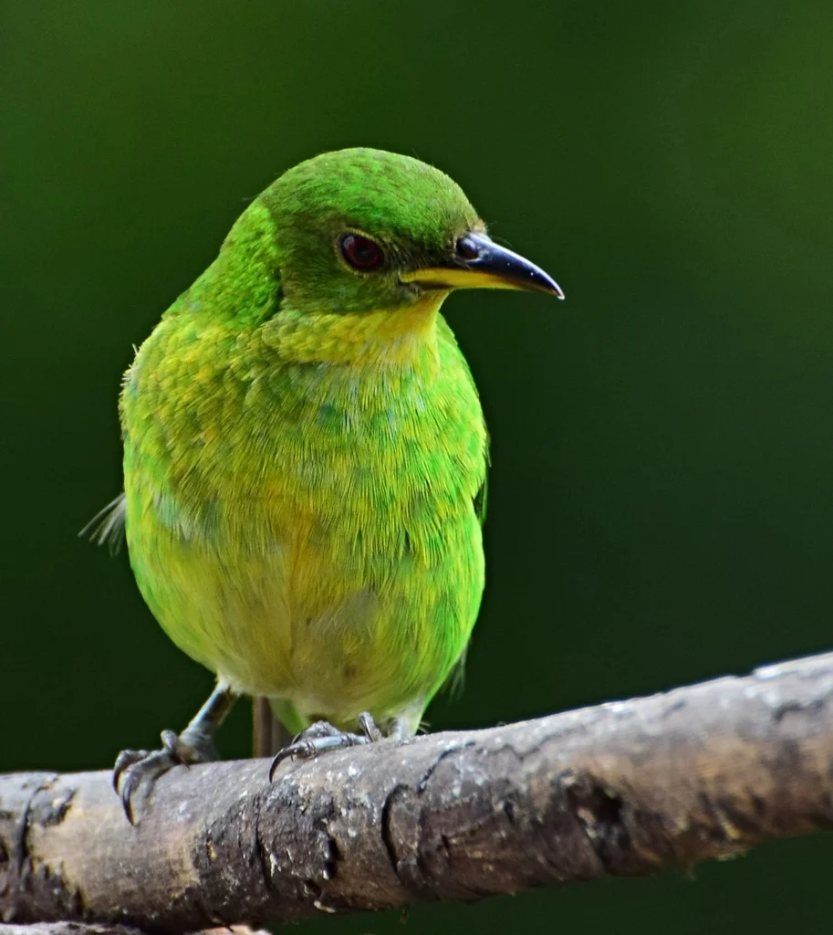 绿旋蜜雀(Chlorophanes spiza)