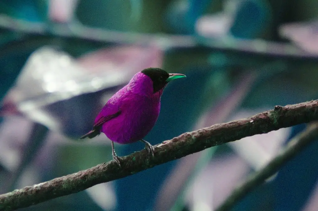 绿旋蜜雀(Chlorophanes spiza)