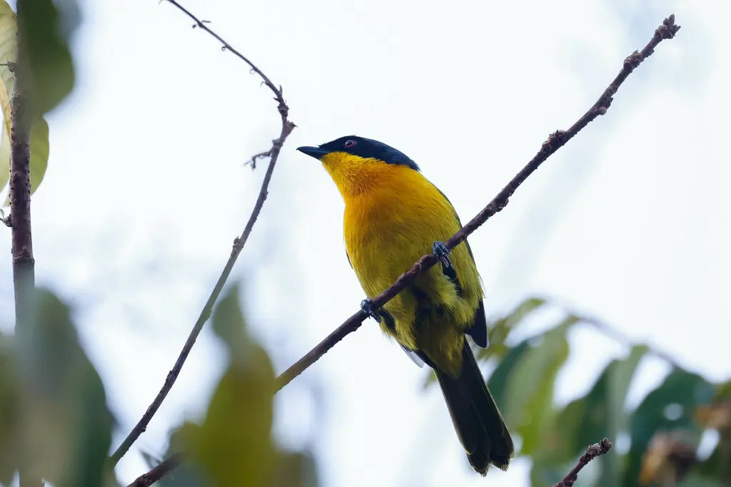 黑额丛鵙(Chlorophoneus nigrifrons)