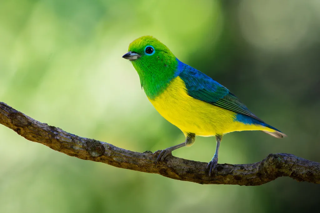 蓝枕绿雀（Chlorophonia cyanea）