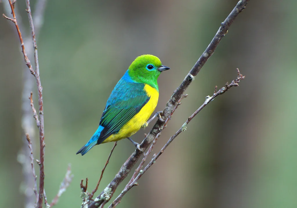 蓝枕绿雀（Chlorophonia cyanea）
