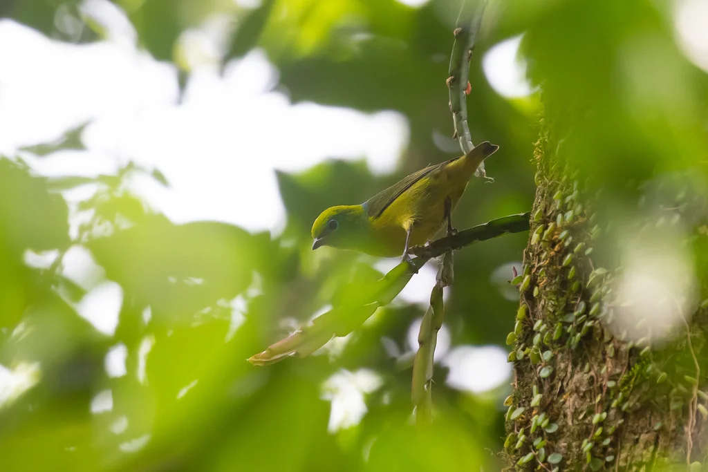 蓝枕绿雀（Chlorophonia cyanea）