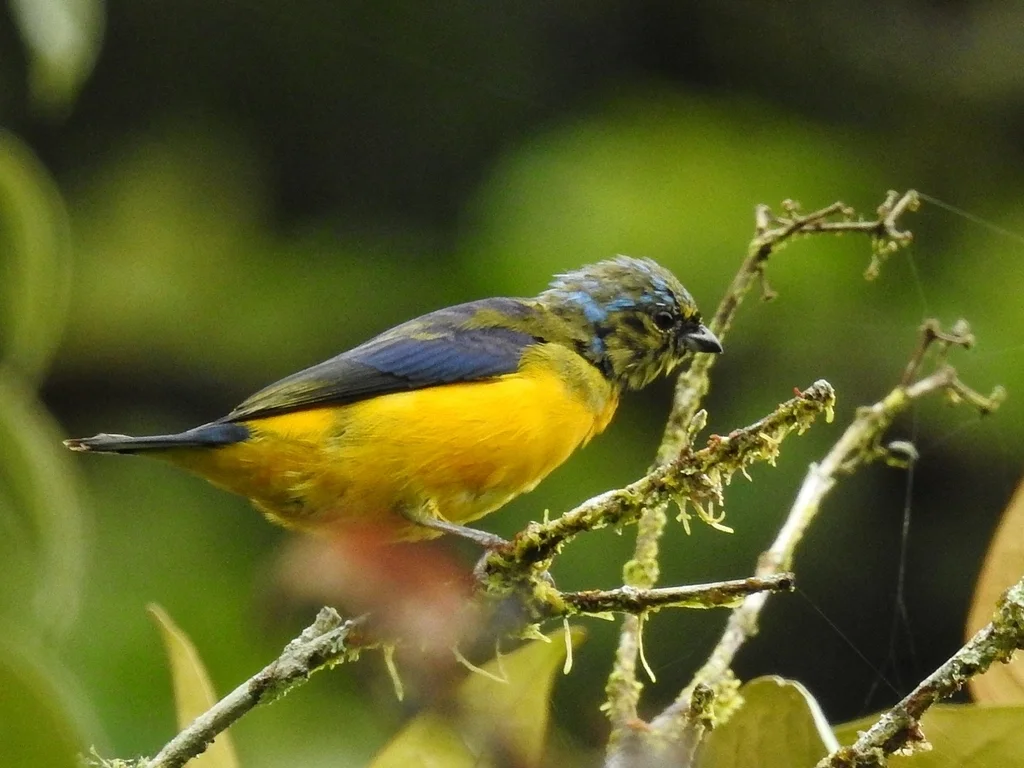 金腰歌雀(Chlorophonia cyanocephala)