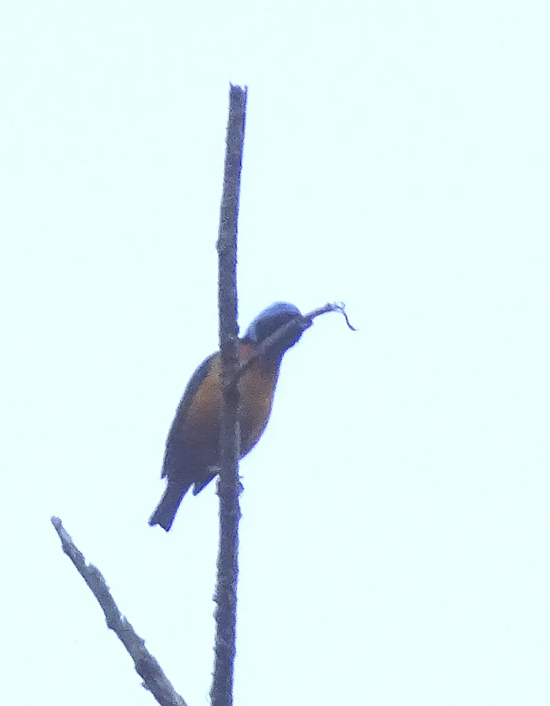 亮丽歌雀(Chlorophonia elegantissima)