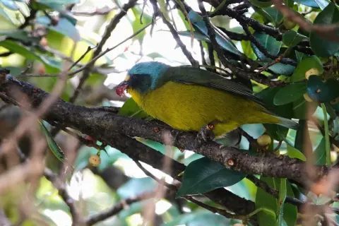 小蓝头歌雀