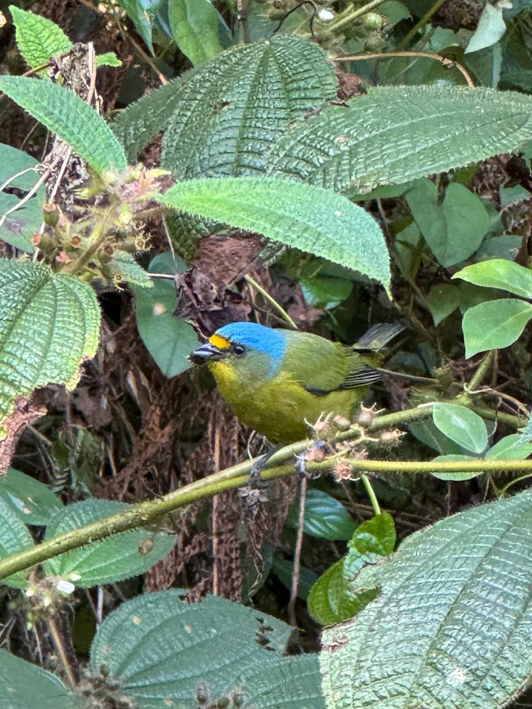 小蓝头歌雀(Chlorophonia flavifrons)