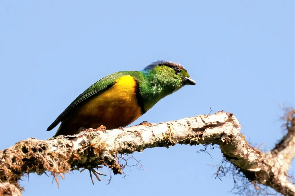 栗胸绿雀（Chlorophonia pyrrhophrys）