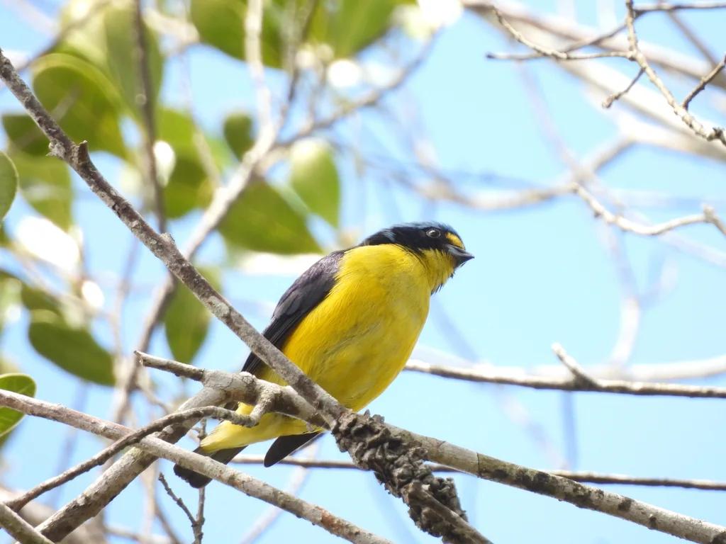 波多黎各歌雀(Chlorophonia sclateri)