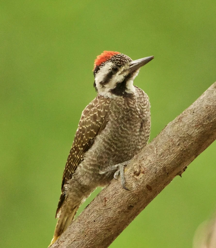 须啄木鸟（Chloropicus namaquus）