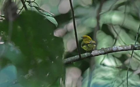 黄头绿娇鹟
