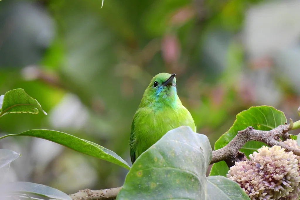 爪哇叶鹎(Chloropsis cochinchinensis)