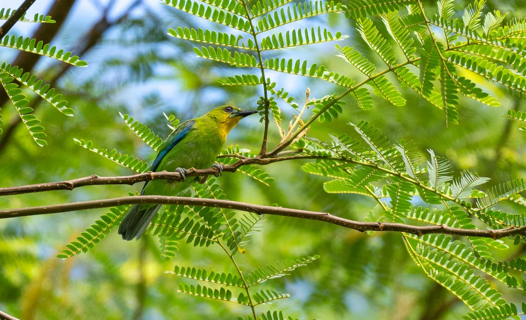 黄喉叶鹎(Chloropsis palawanensis)