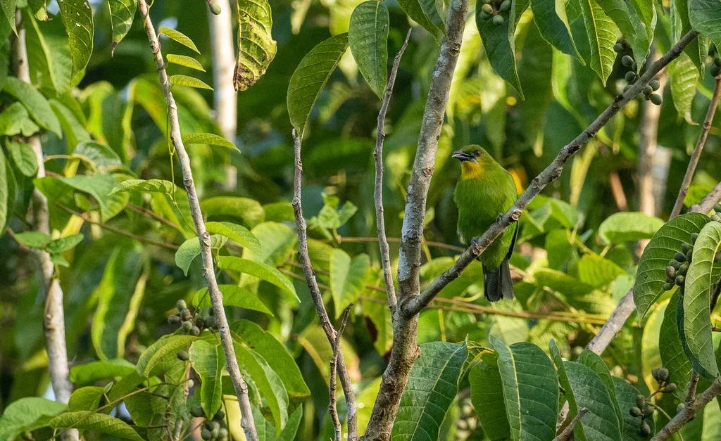 黄喉叶鹎(Chloropsis palawanensis)