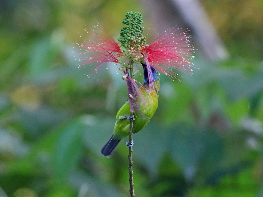 蓝脸叶鹎（Chloropsis venusta）