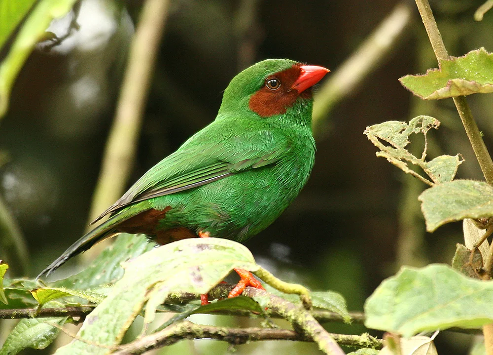 草绿唐纳雀(Chlorornis riefferii)