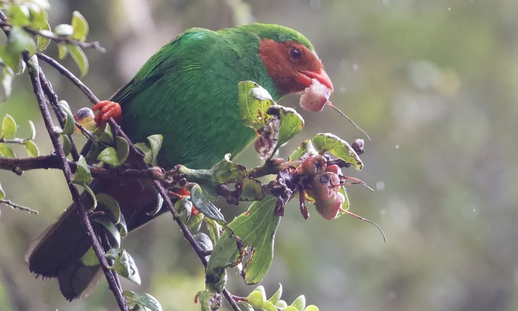 草绿唐纳雀(Chlorornis riefferii)