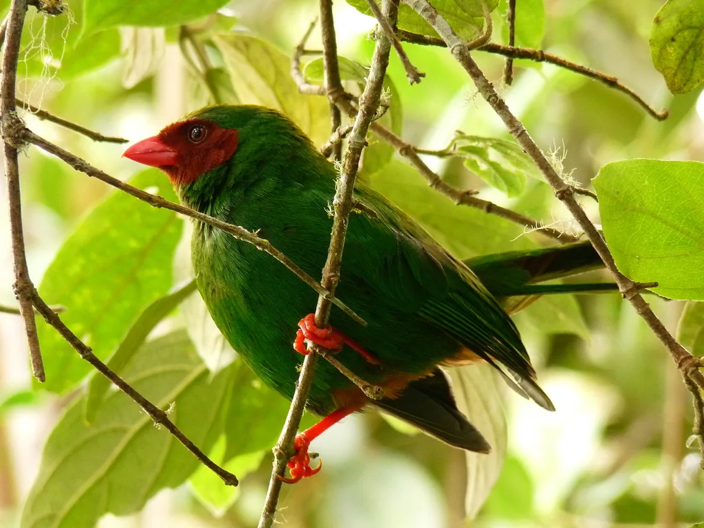 草绿唐纳雀(Chlorornis riefferii)