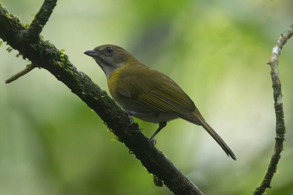 灰喉丛唐纳雀(Chlorospingus canigularis)
