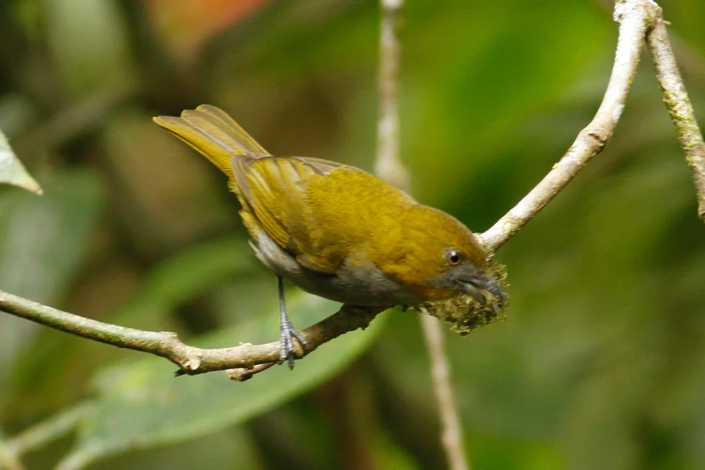 黄喉丛唐纳雀(Chlorospingus flavigularis)