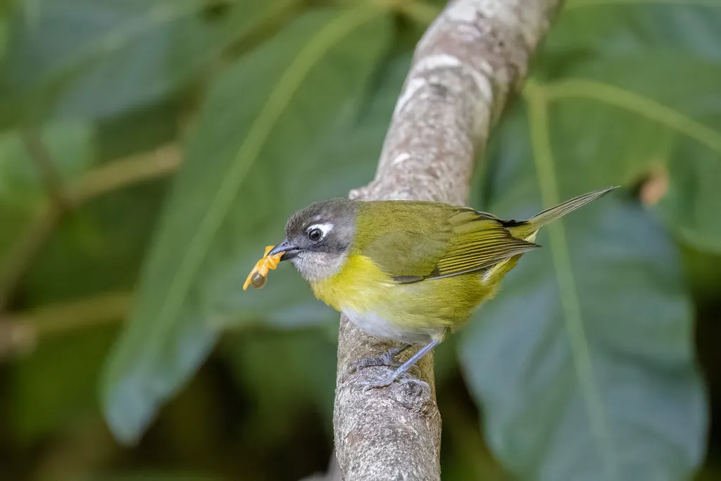 丛唐纳雀(Chlorospingus flavopectus)