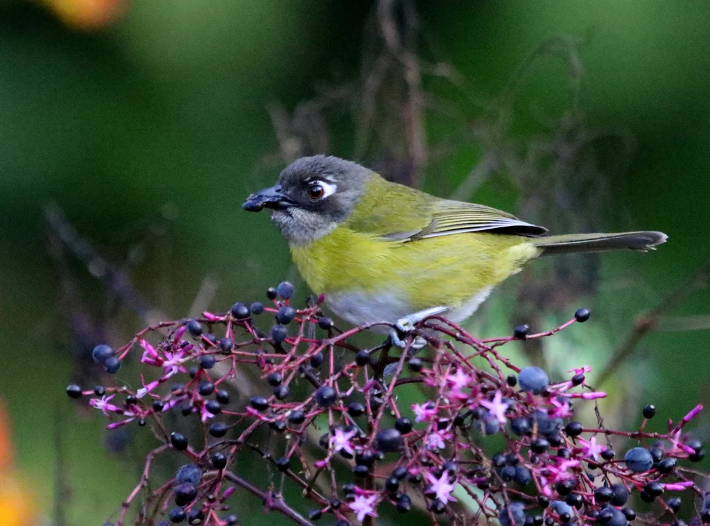 丛唐纳雀(Chlorospingus flavopectus)