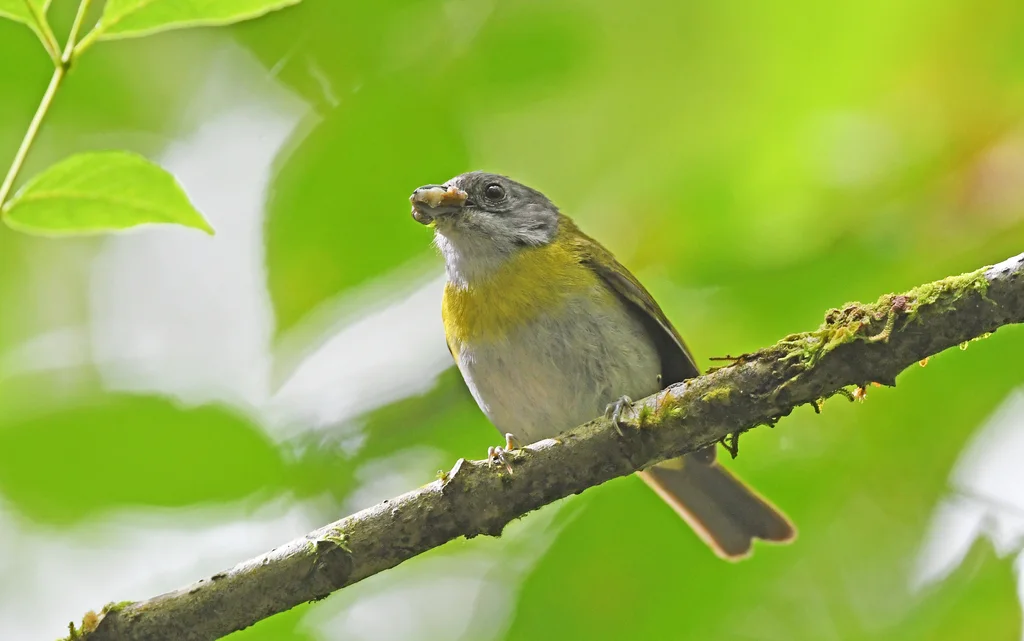 丛唐纳雀(Chlorospingus flavopectus)